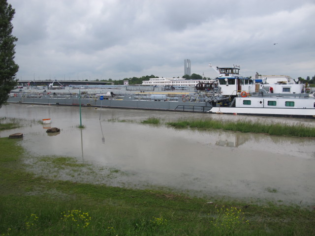 Treppelweg zwischen Floridsdorfer Brücke und Nordbahnbrücke (5. Juni)