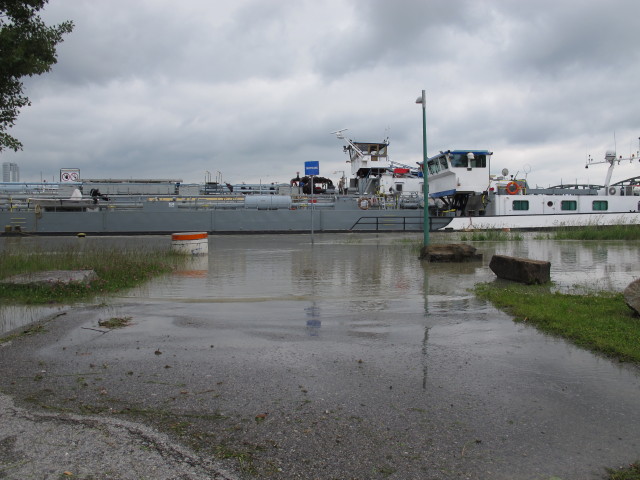 Treppelweg zwischen Floridsdorfer Br&uuml;cke und Nordbahnbr&uuml;cke (5. Juni)