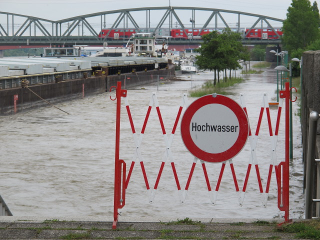Treppelweg zwischen Floridsdorfer Br&uuml;cke und Nordbahnbr&uuml;cke (5. Juni)