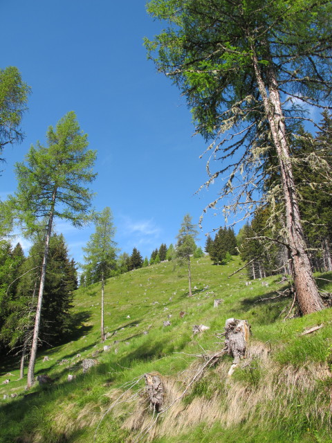 zwischen Graningh&uuml;tte und Rosenkofel (8. Juni)