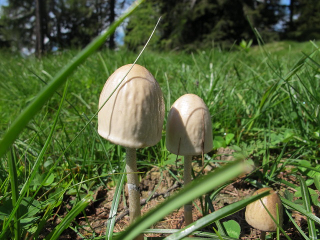 zwischen Graningh&uuml;tte und Rosenkofel (8. Juni)