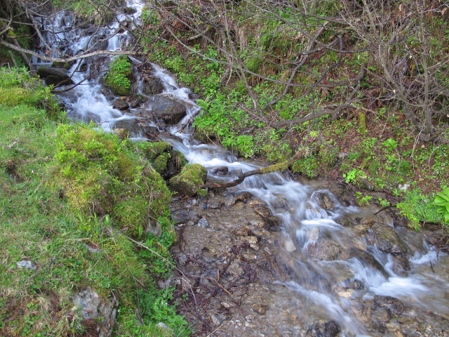 zwischen Brandlochh&uuml;tte und N&ouml;ringsattel (9. Juni)