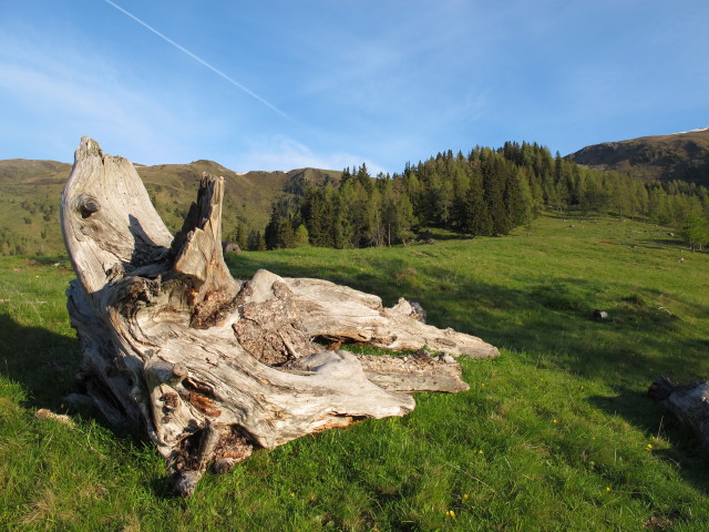 zwischen Thomannbauerh&uuml;tte und Rabenkofel (9. Juni)