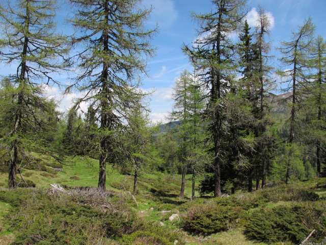 zwischen N&ouml;ringsattel und Brandlochh&uuml;tte (9. Juni)