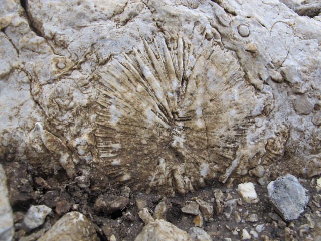 am H&ouml;rnlbrett (16. Juni)