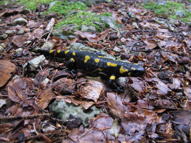 Weg P3 zwischen Talstation der Petzen-Kabinenbahn und Unterer Krischa