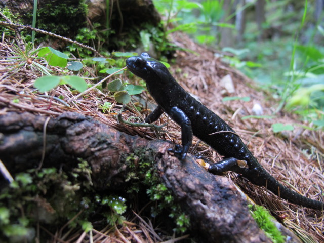Weg P3 zwischen Talstation der Petzen-Kabinenbahn und Unterer Krischa