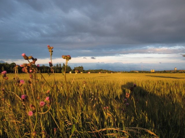 zwischen Süßenbrunn und Neusüßenbrunn (26. Juni)