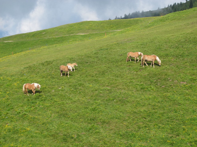 neben der Sesselbahn Steinermandl (13. Juli)