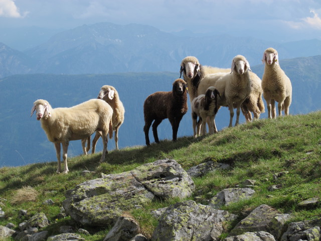 neben Weg 913 zwischen Alkuser See und Mirschachscharte (13. Juli)