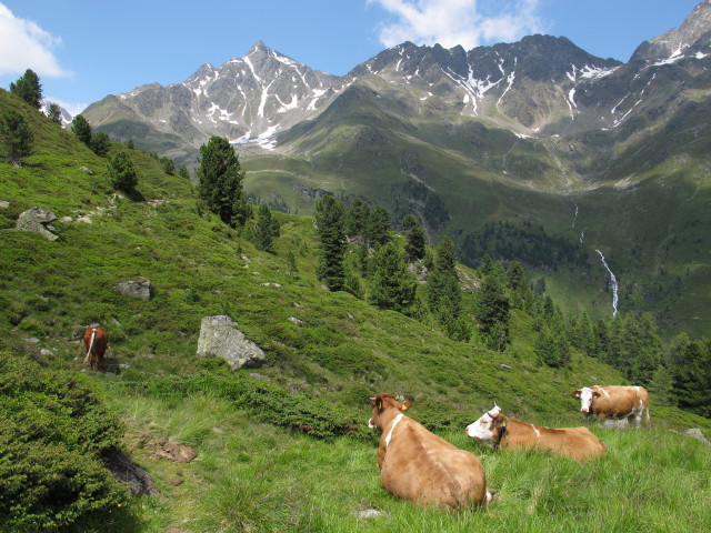 neben dem Lienzer Höhenweg zwischen Lienzer Hütte und Schulterbach (14. Juli)