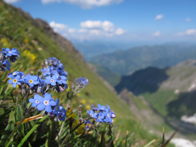 neben dem Gleiwitzer Höhenweg am Spitzbrett (22. Juli)