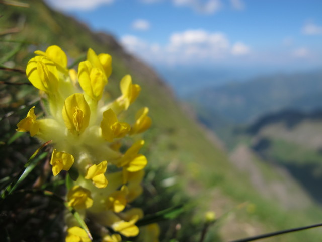 neben dem Gleiwitzer Höhenweg am Spitzbrett (22. Juli)