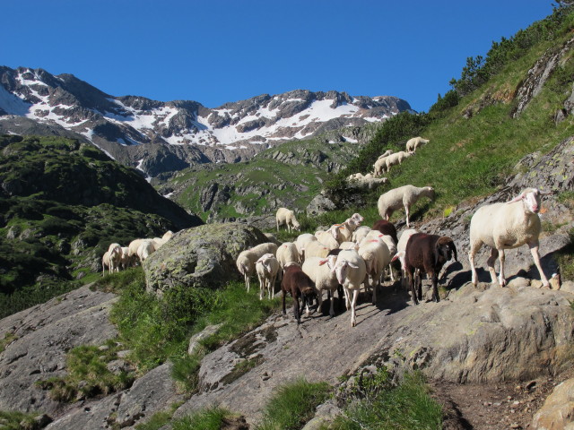 Weg 102 zwischen Laponesalm und Simmingalm (2. Aug.)