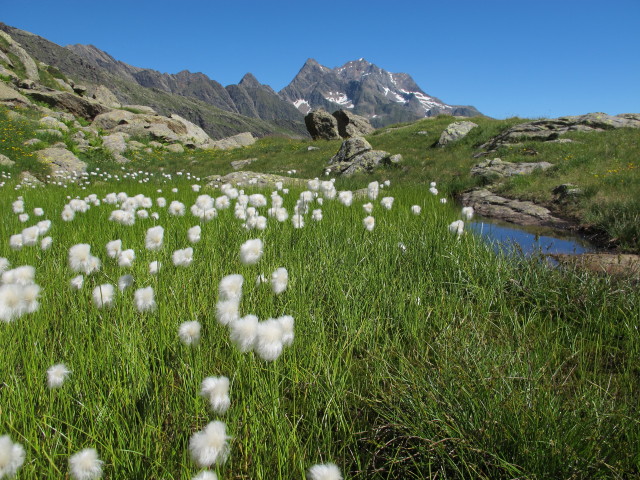 neben Weg 102 am Mitteregg (2. Aug.)