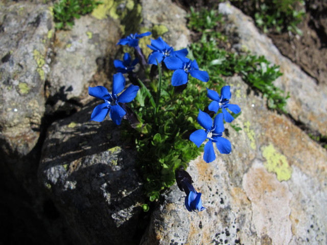 neben Weg 102 zwischen Simmingj&ouml;chl und Oberem Gr&uuml;bl (2. Aug.)