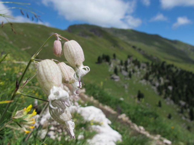 neben Weg 3 zwischen Kreuzjoch und Roa-Scharte (10. Aug.)