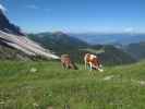 neben Weg 33 zwischen Tschantschenonalm und Kreuzjoch (10. Aug.)