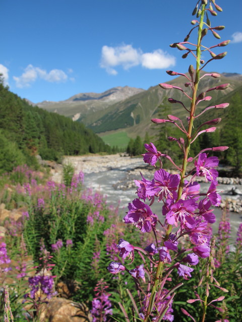 Karlinbach (15. Aug.)