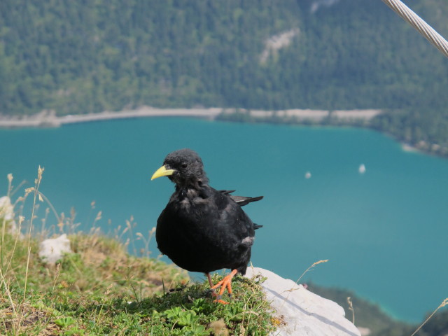 Achensee von der Seebergspitze aus