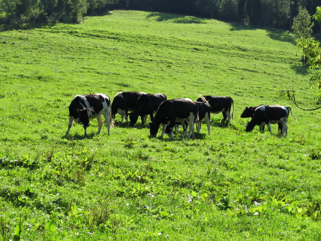 zwischen Untergrimming und Hochaigneralm (30. Aug.)