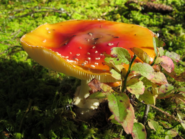 Schindleggwald (28. Sept.)