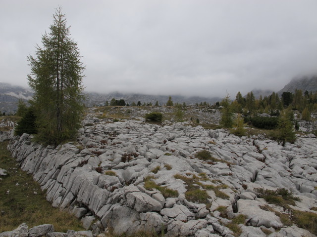 neben Weg 217 zwischen Angerkogel und Angereralm