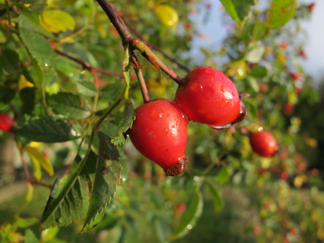 beim Hotel Knappenhof