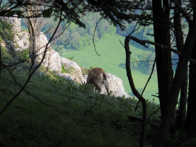 zwischen Gebirgsvereins-Klettersteig und Hubertushaus