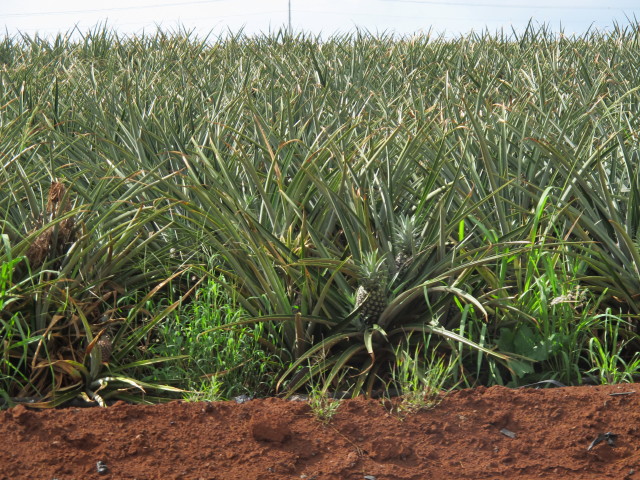 Dole Plantation (21. Mai)