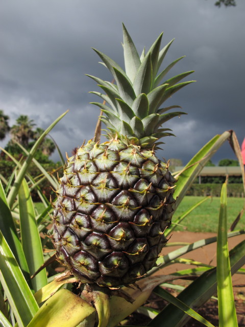 Dole Plantation (21. Mai)