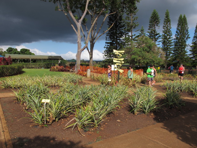 Dole Plantation (21. Mai)