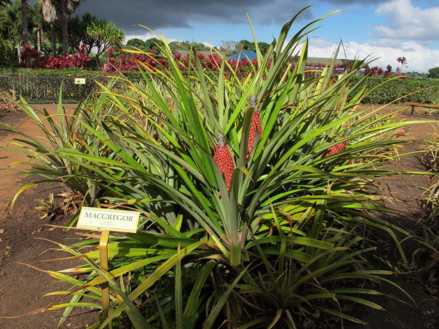 Dole Plantation (21. Mai)