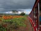 Dole Plantation (21. Mai)