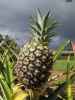 Dole Plantation (21. Mai)