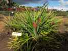 Dole Plantation (21. Mai)