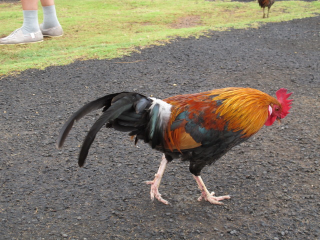 beim Kealia Lookout (11. Mai)
