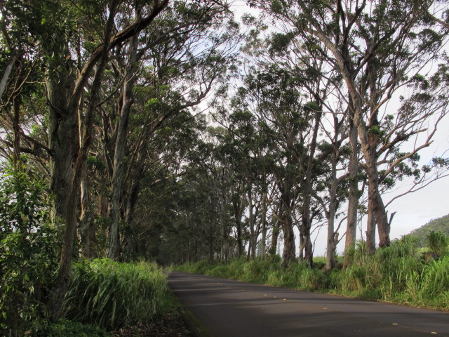 Maluhia Road (11. Mai)