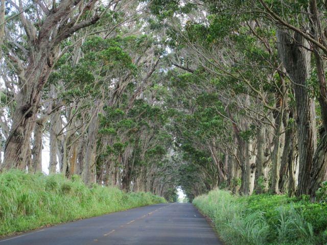 Maluhia Road (11. Mai)