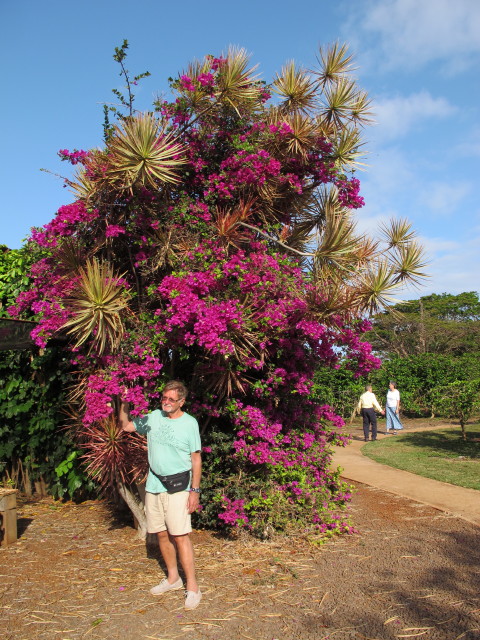 Papa in der Kaua'i Coffee Company (12. Mai)