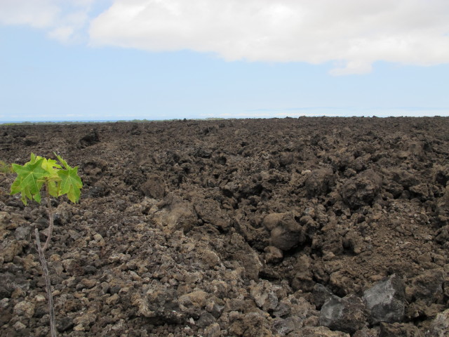 Kaloko-Honokohau National Historical Park (13. Mai)