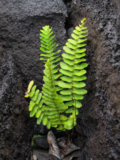 Kealakomo, 610 m (14. Mai)