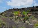 Kaloko-Honokohau National Historical Park (13. Mai)