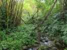 Akaka Falls State Park (16. Mai)