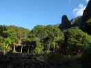 Iao Valley State Park (20. Mai)