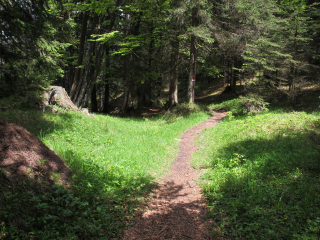 zwischen Heumöseralm und Voldöppberg