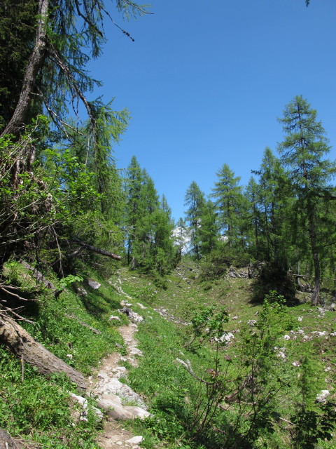 Weg 214 zwischen Elmagrube und Vorderer Lahngangsee (9. Juni)