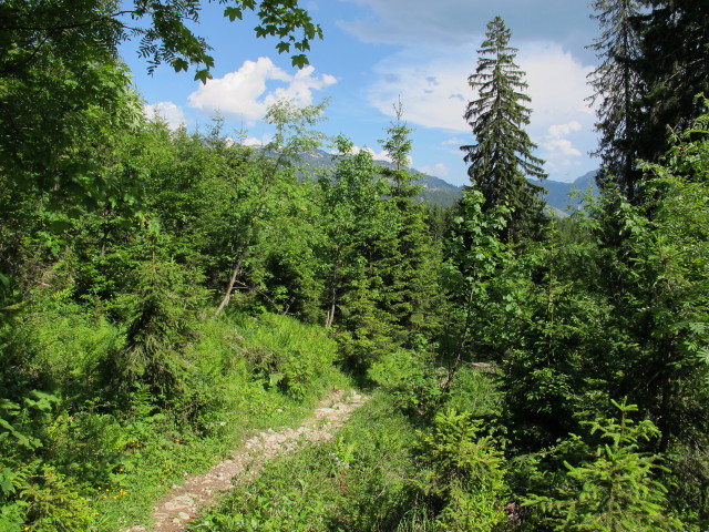 Weg 214 zwischen Draußengatterl und Kanzlermoos (9. Juni)