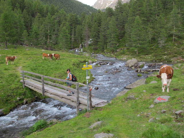 Helga auf der Leibnitzalm, 1.908 m (4. Juli)