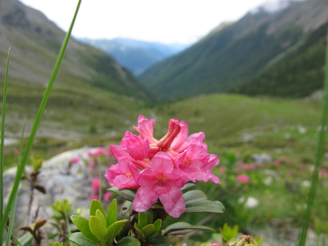 zwischen Hochschoberhütte und Beliz (5. Juli)